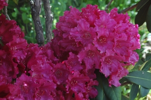 Rhodo Most Admired